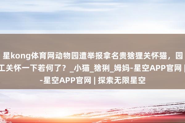 星kong体育网动物园遭举报拿名贵猞狸关怀猫,园长怒怼:让职工关怀一下若何了?_小猫_猞猁_姆妈-星空APP官网 | 探索无限星空